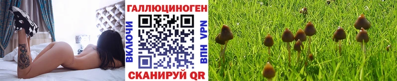 Псилоцибиновые грибы Psilocybine cubensis  Приозерск 